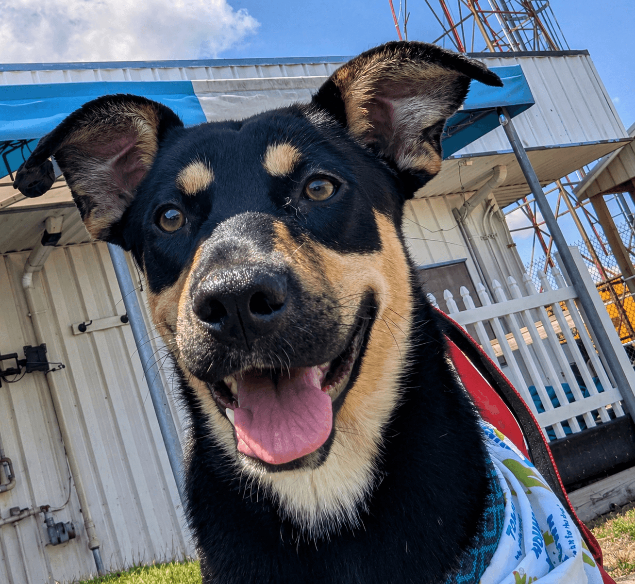 Rosie - German Shepherd Dog