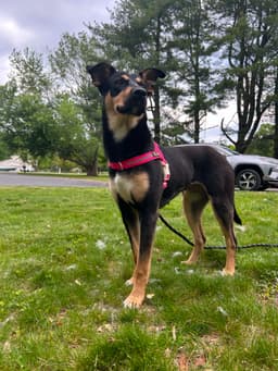 Rosie image 3