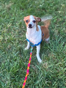 Chica image 1