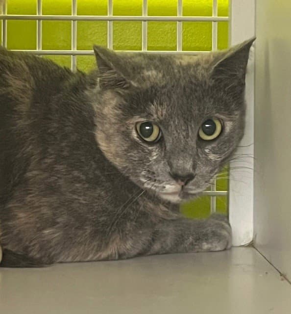 Prue - Domestic Short Hair
