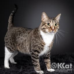 Larry image 1