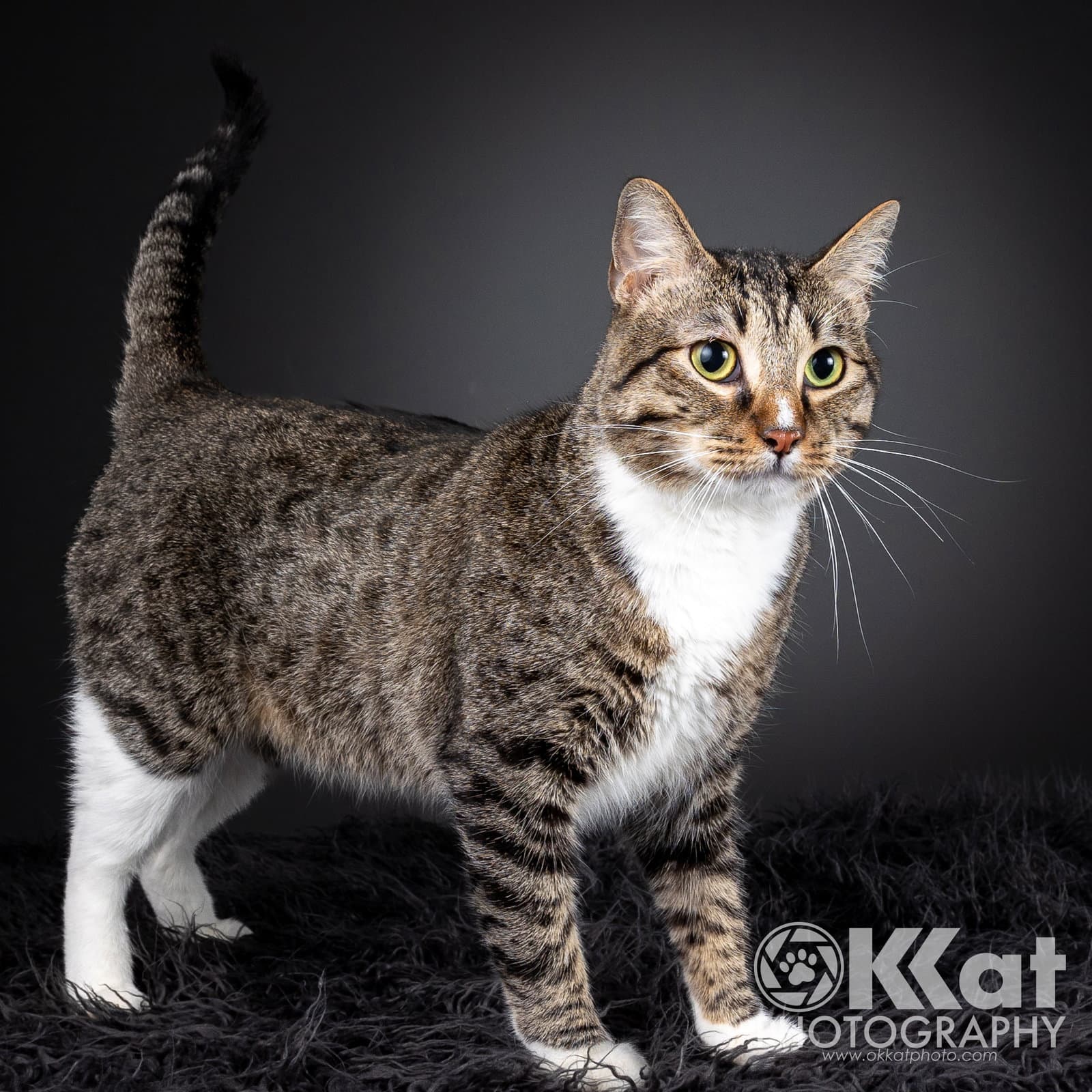 Larry - Domestic Short Hair