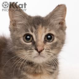 Wilma image 3