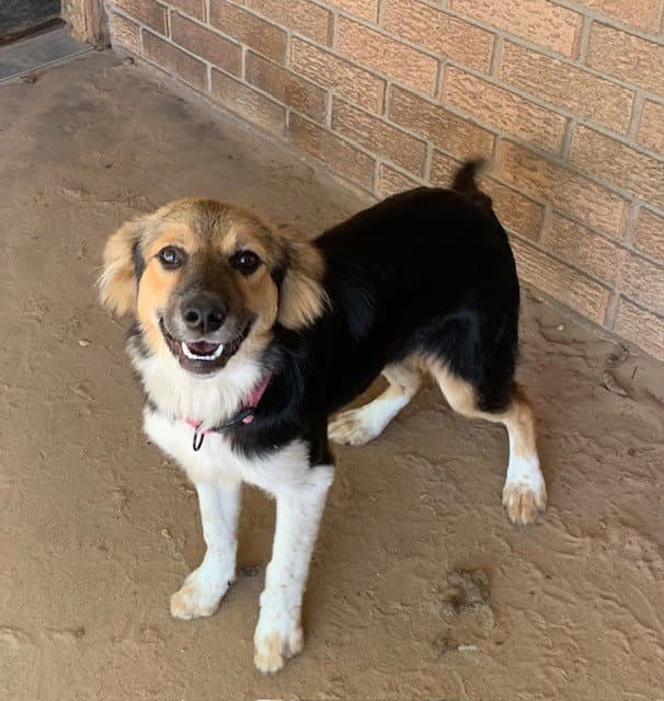 Penelope - Australian Shepherd