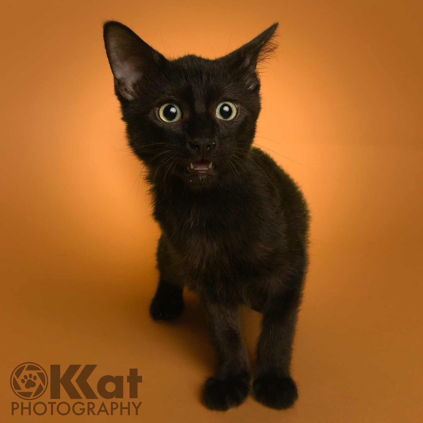 Salsa - Domestic Short Hair