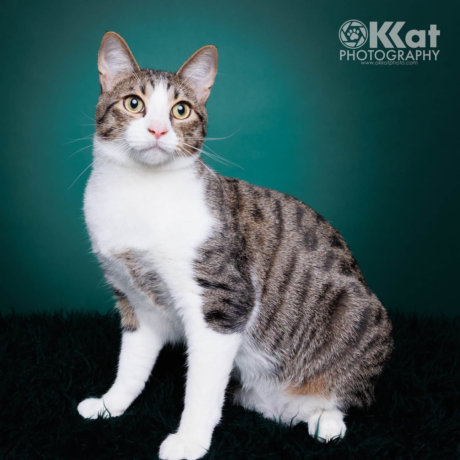 Sebastian - Domestic Short Hair