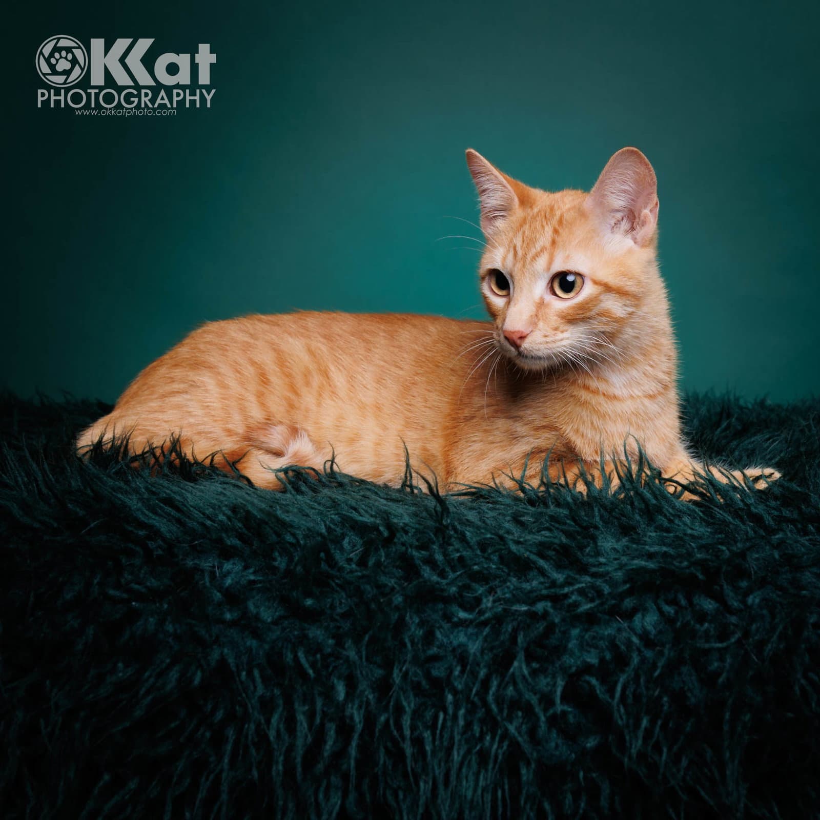 Cedar - Domestic Short Hair