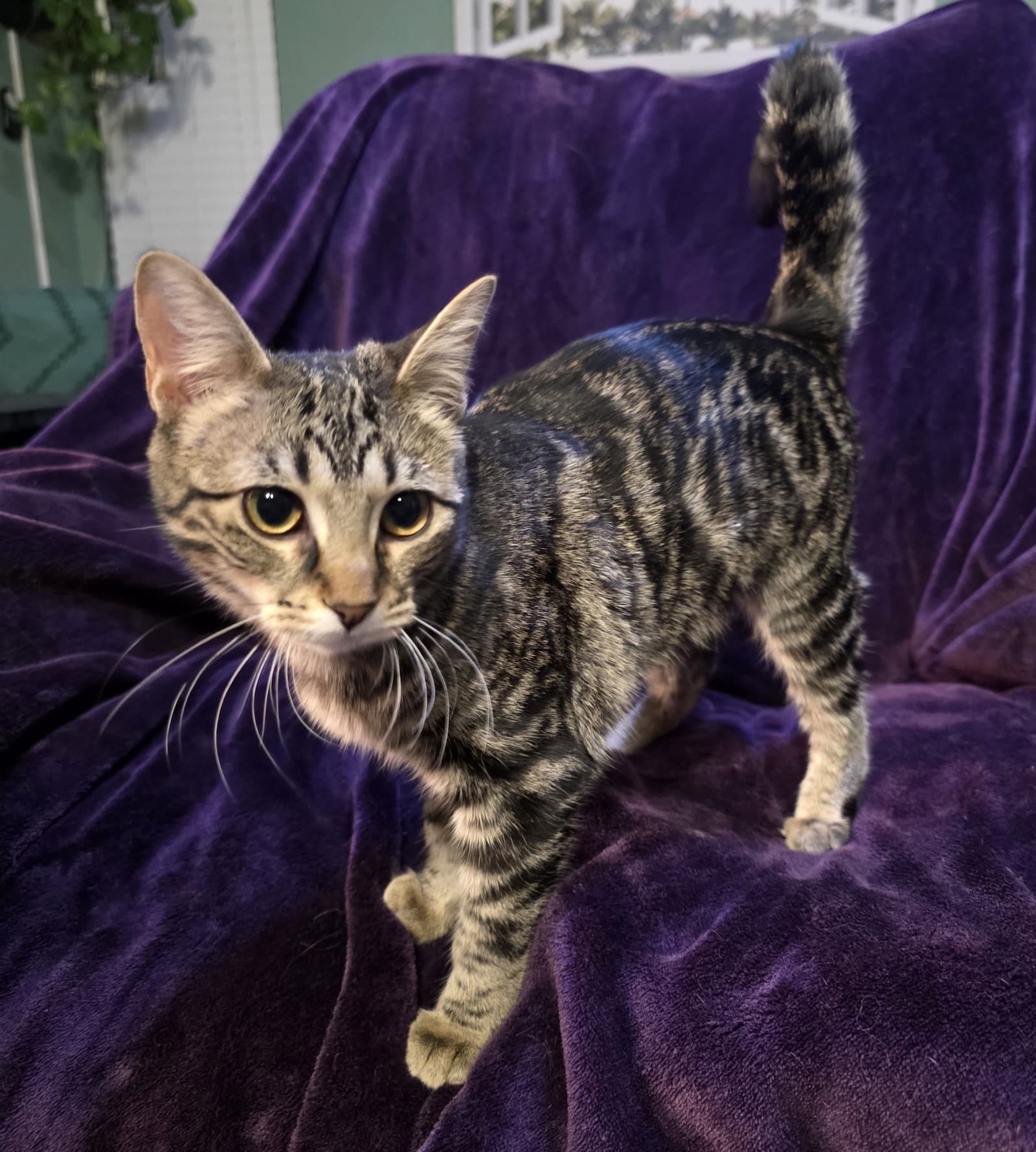 Calli - Domestic Short Hair