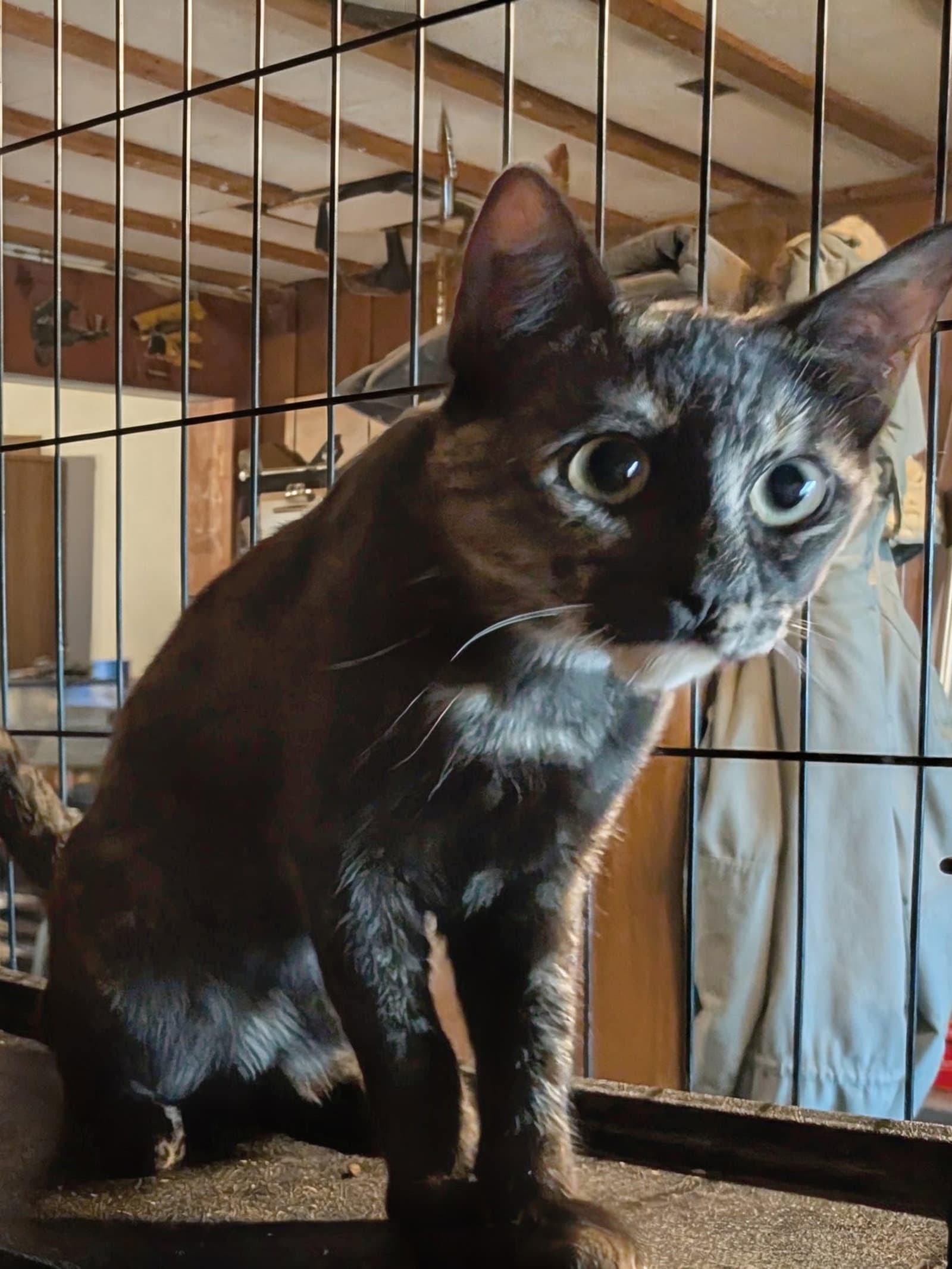 Tortie - Domestic Short Hair
