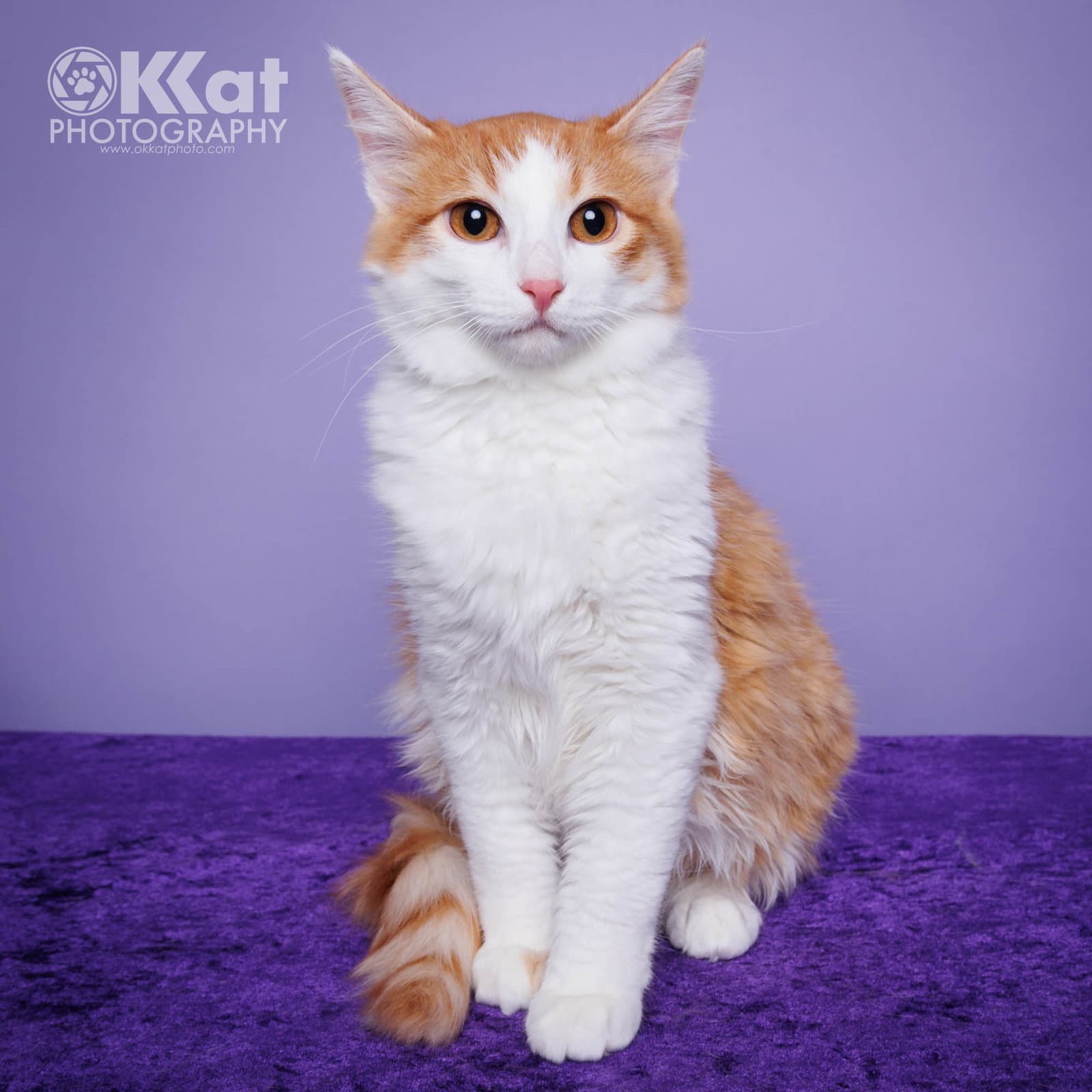 Stitch - Domestic Long Hair