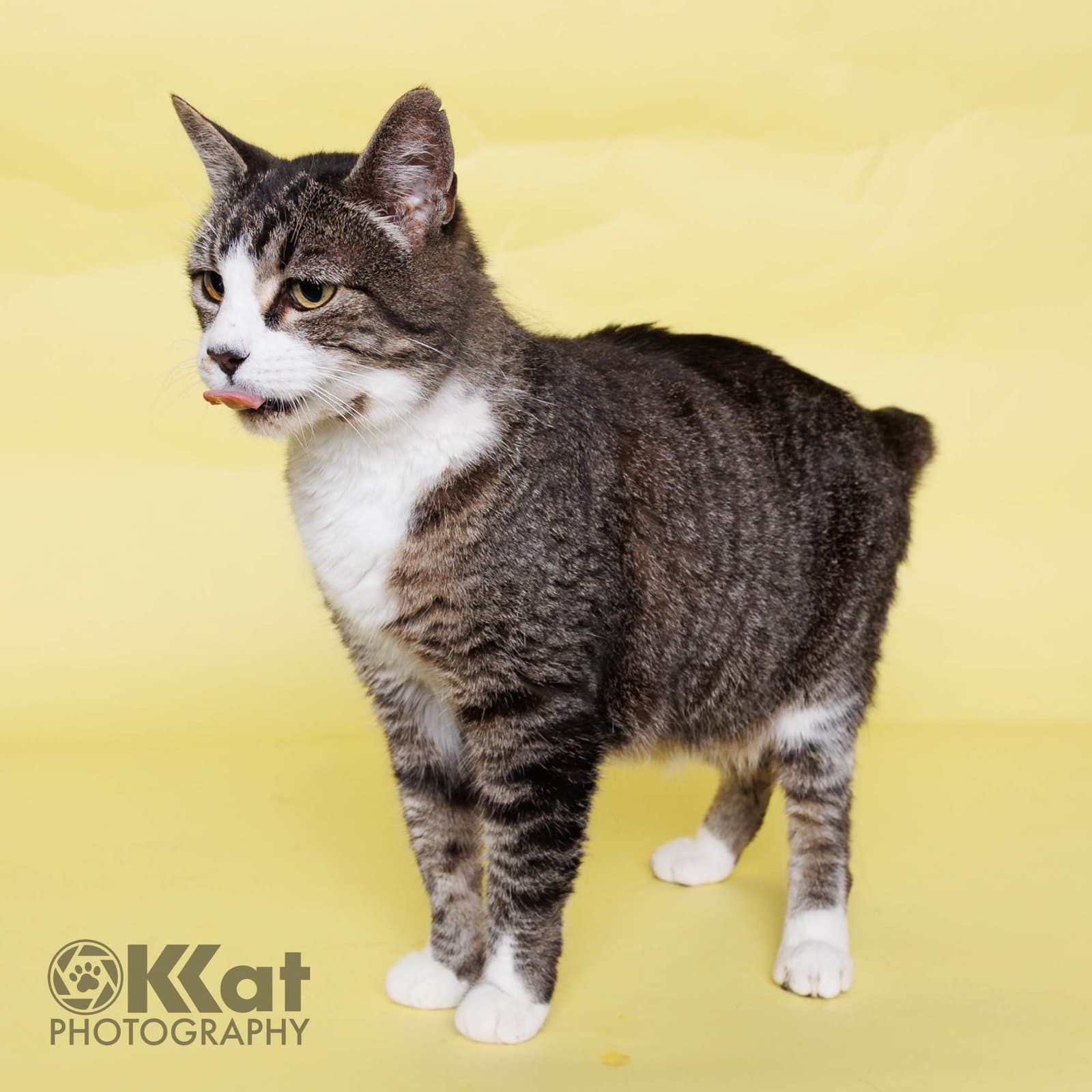 Granny - Domestic Short Hair