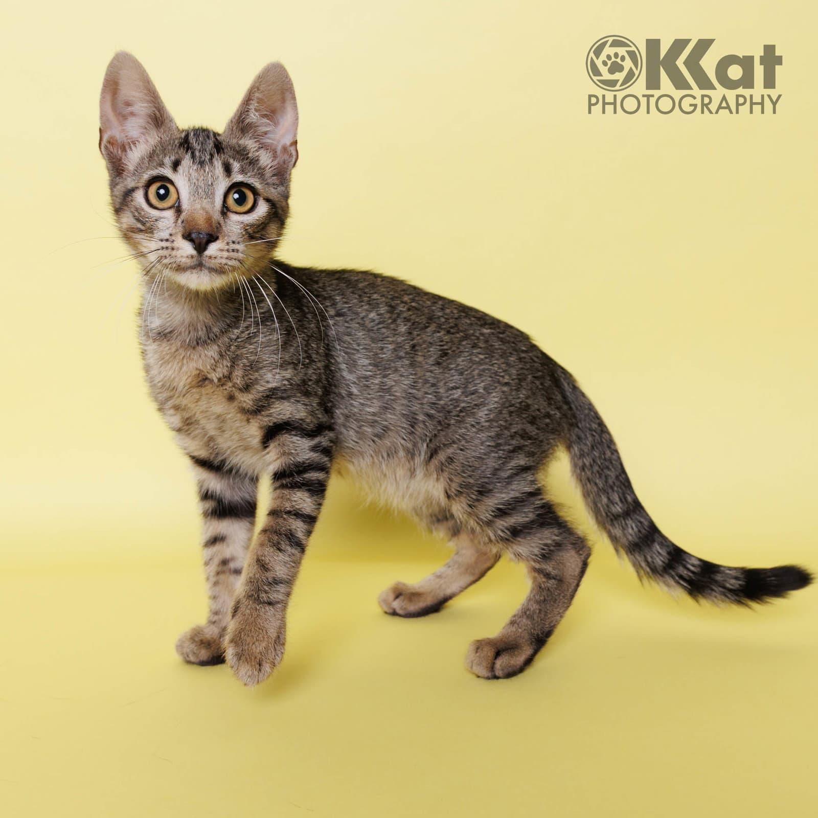 Meeps - Domestic Short Hair