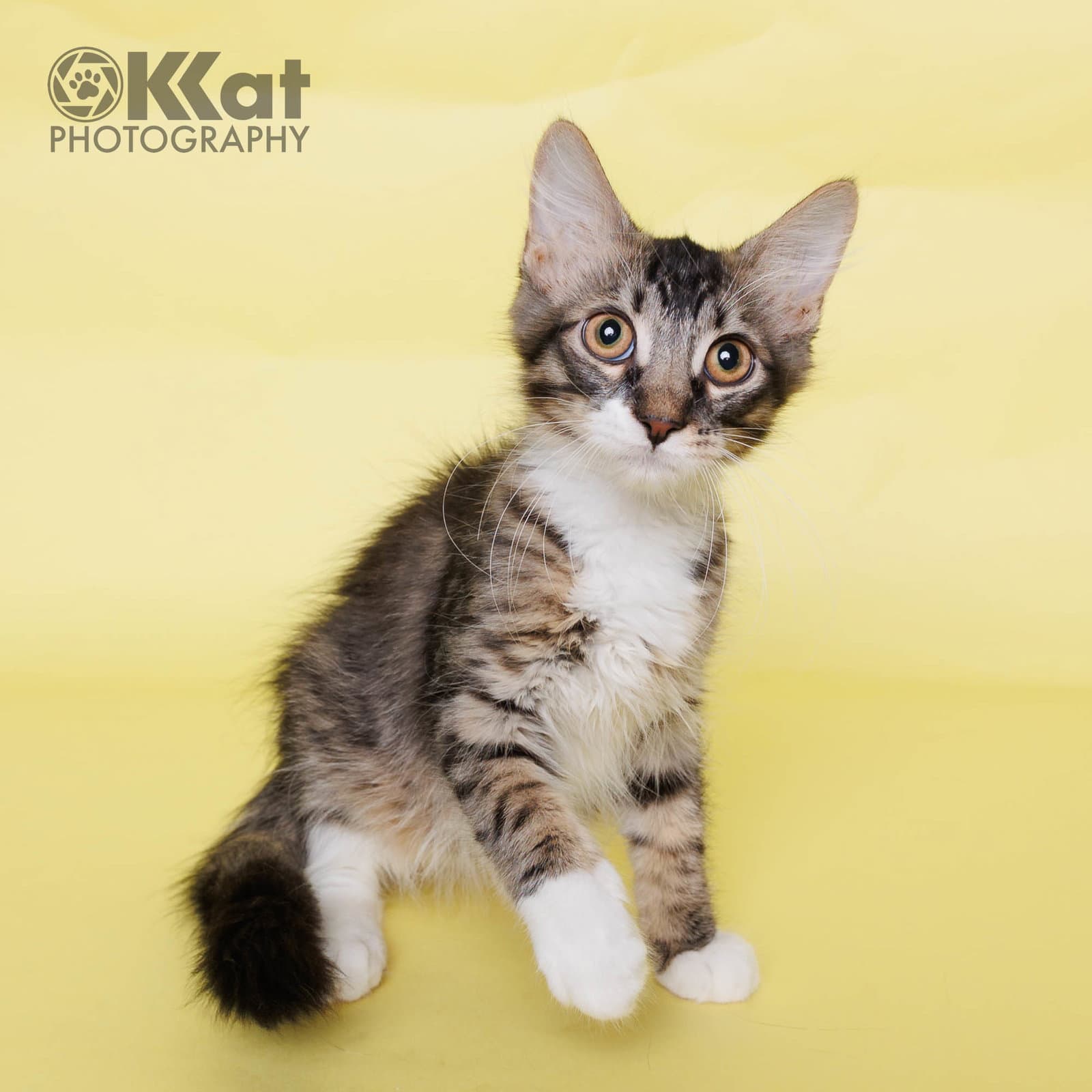 Boots - Domestic Long Hair