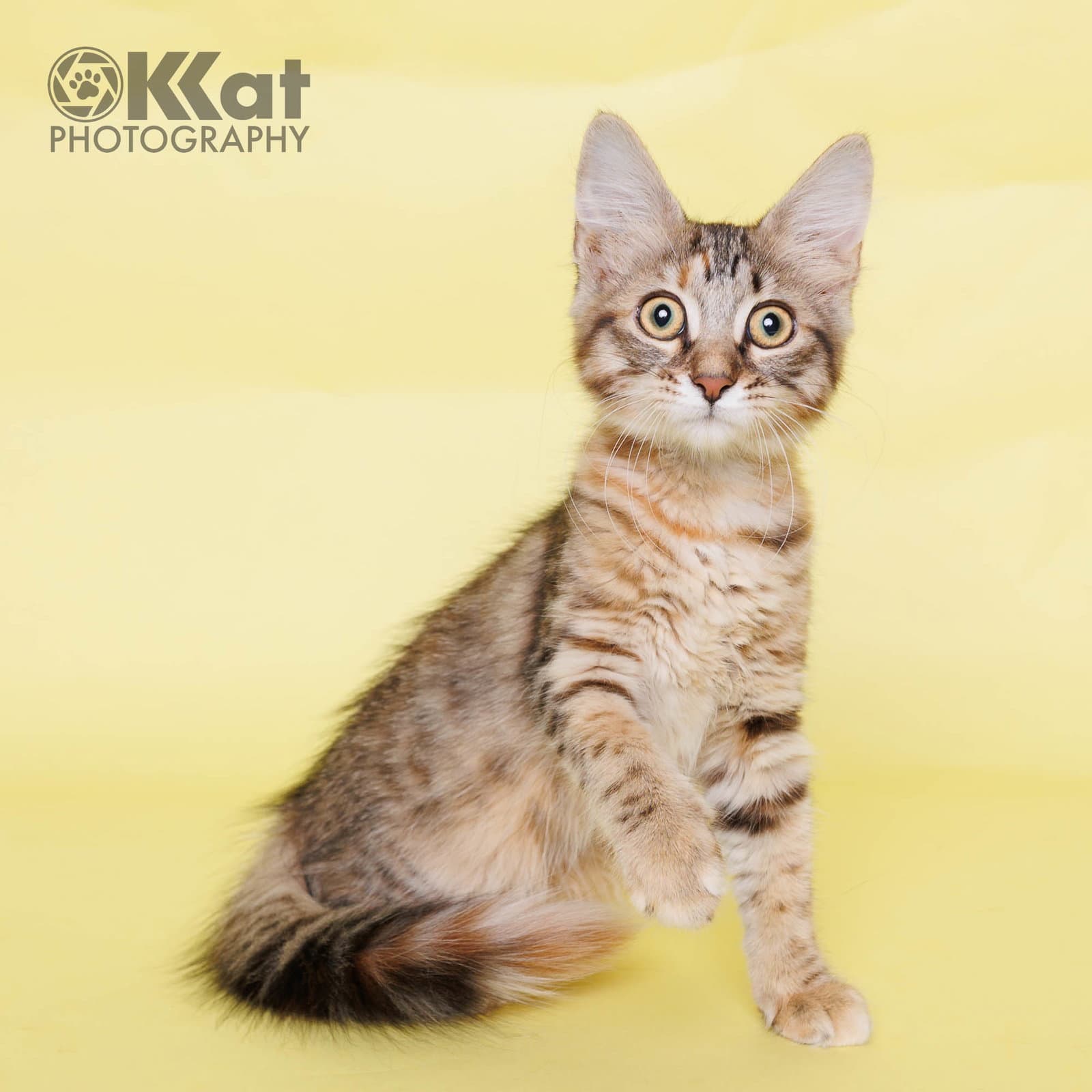 Tippy - Domestic Long Hair