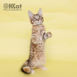 Tippy image 2
