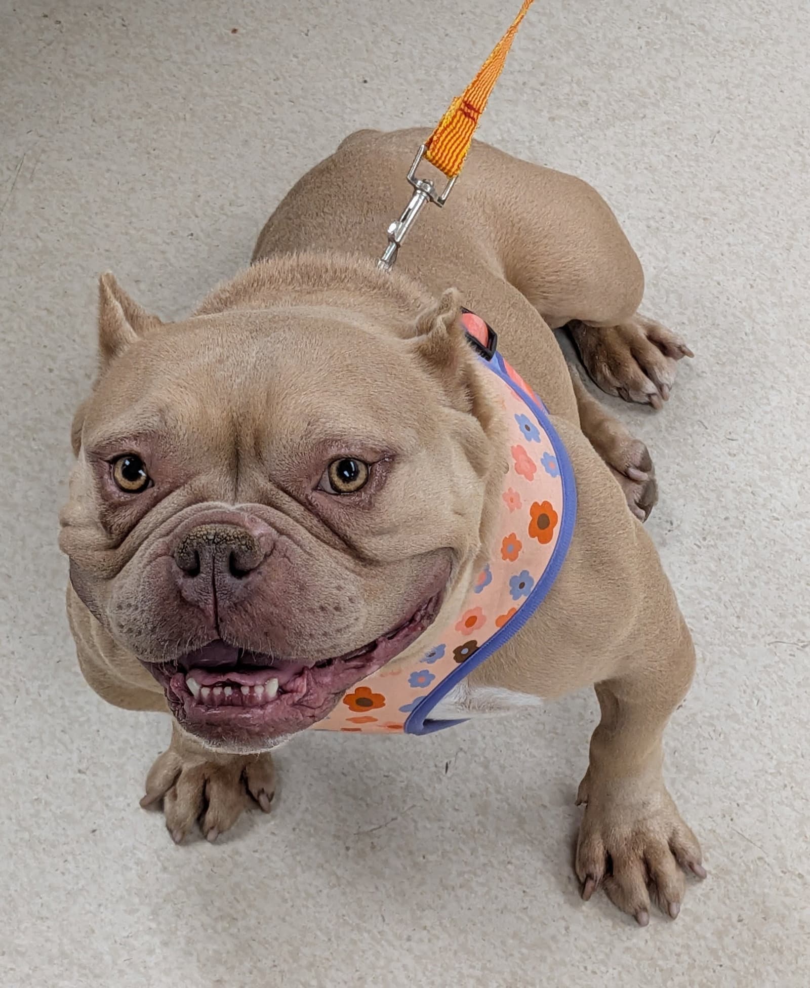 Olivia - French Bulldog