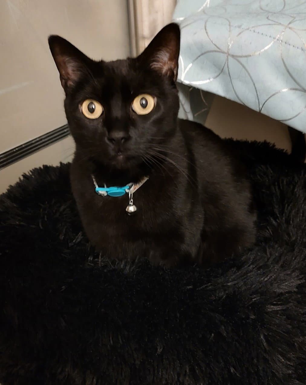 Oprah - Domestic Short Hair