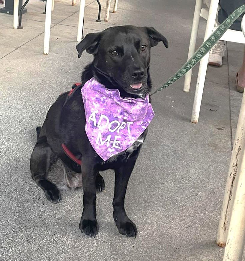 Nori - Labrador Retriever
