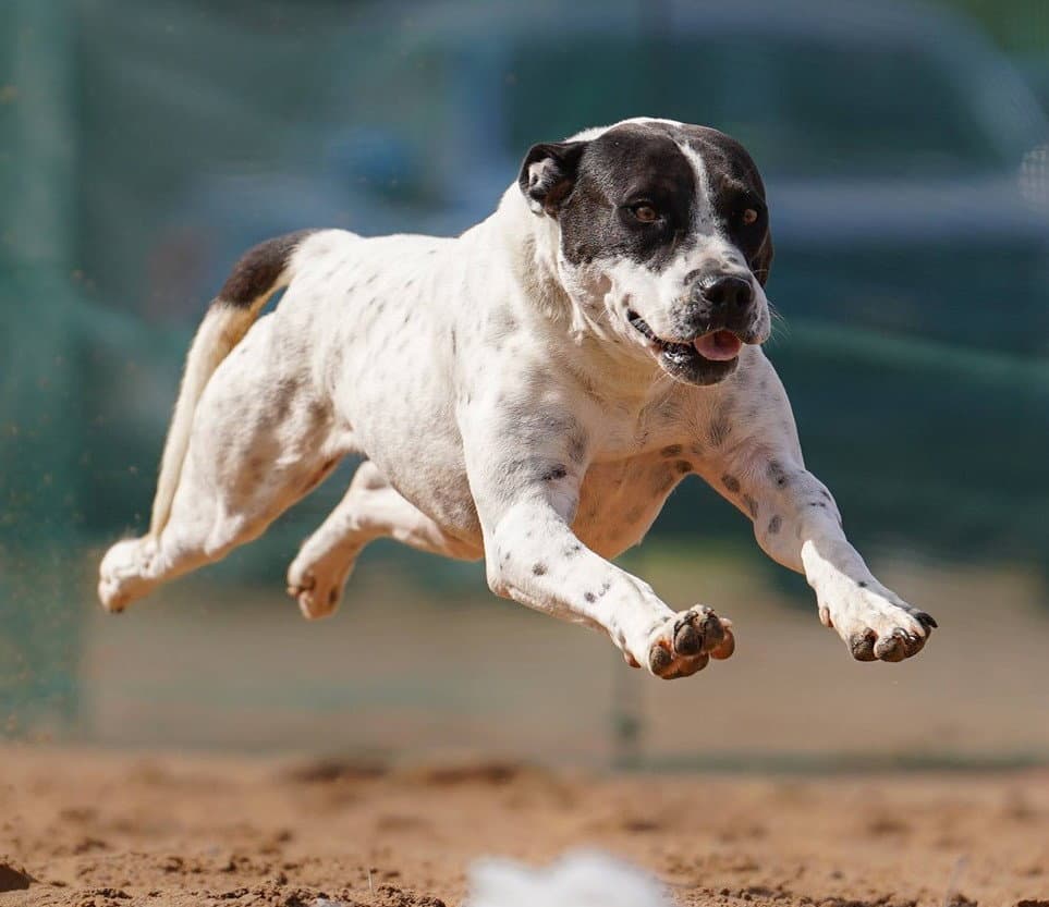 Ellie - Pit Bull Terrier