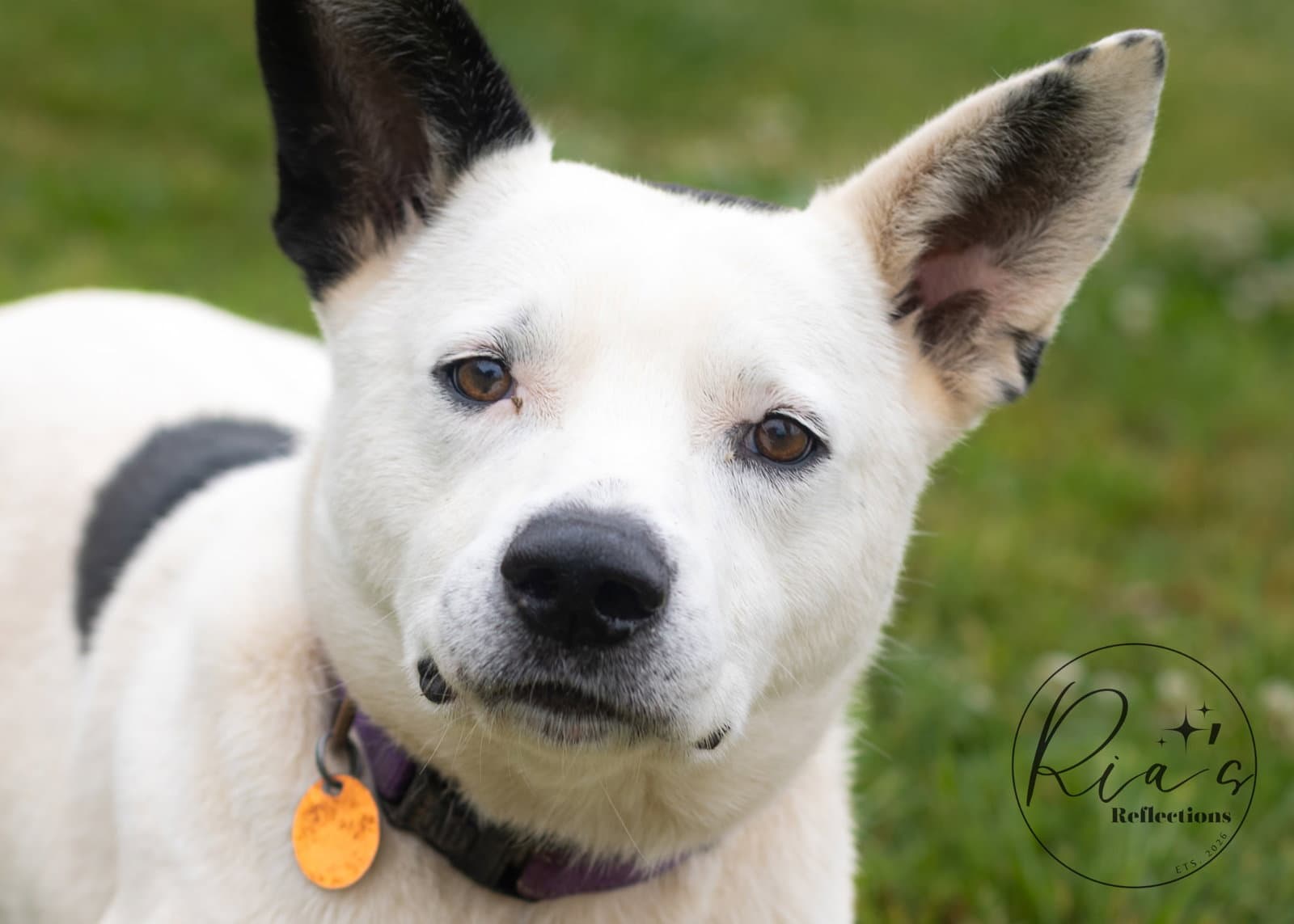 Lane - Australian Cattle Dog/Blue Heeler