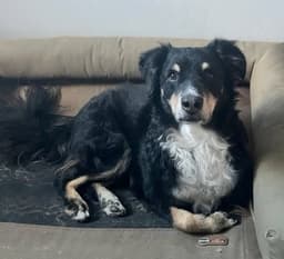 Milo image 1
