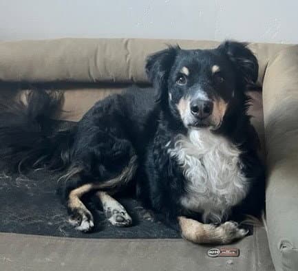 Milo - Australian Shepherd