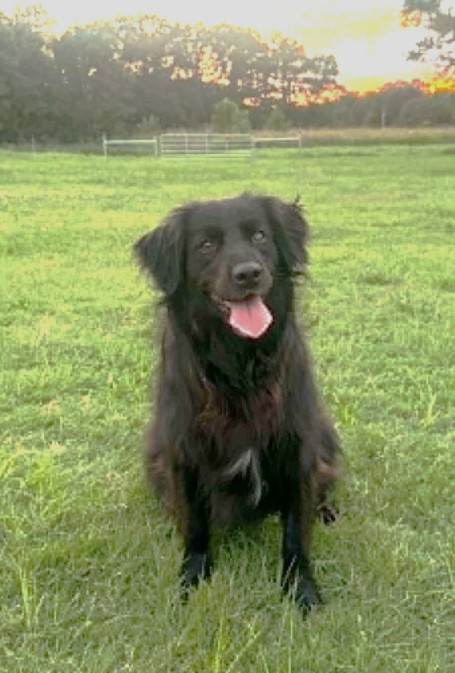 Missy - Border Collie