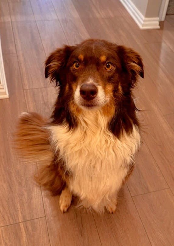 Kevin - Australian Shepherd