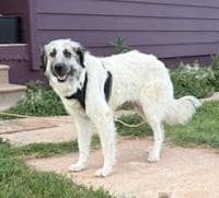 Poptart - Great Pyrenees