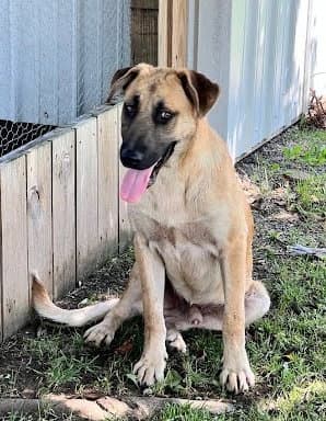 Dan - Anatolian Shepherd