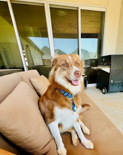 Fudgey - Australian Shepherd