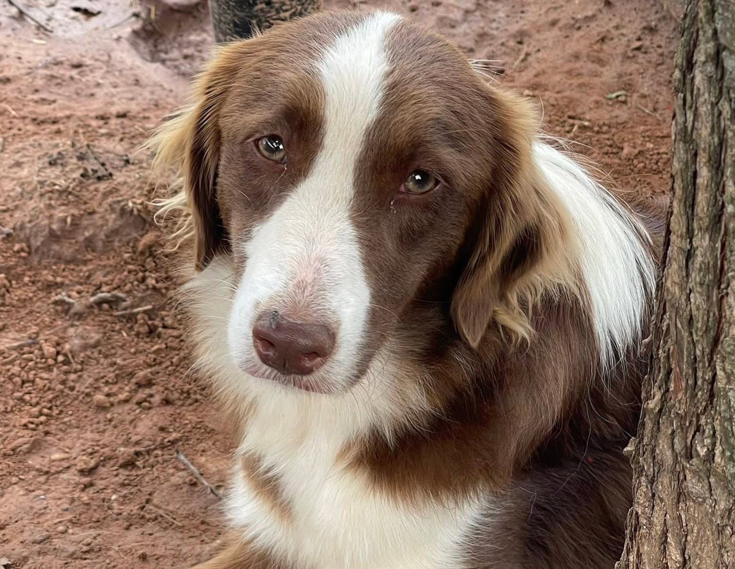 Lil Bit - Australian Shepherd