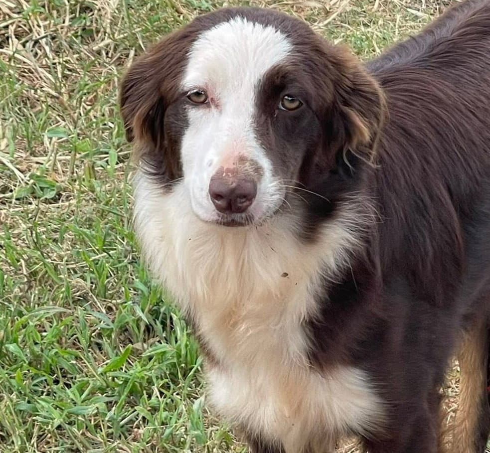 Big Face - Australian Shepherd
