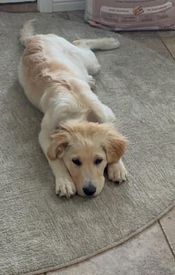 Lola image 2