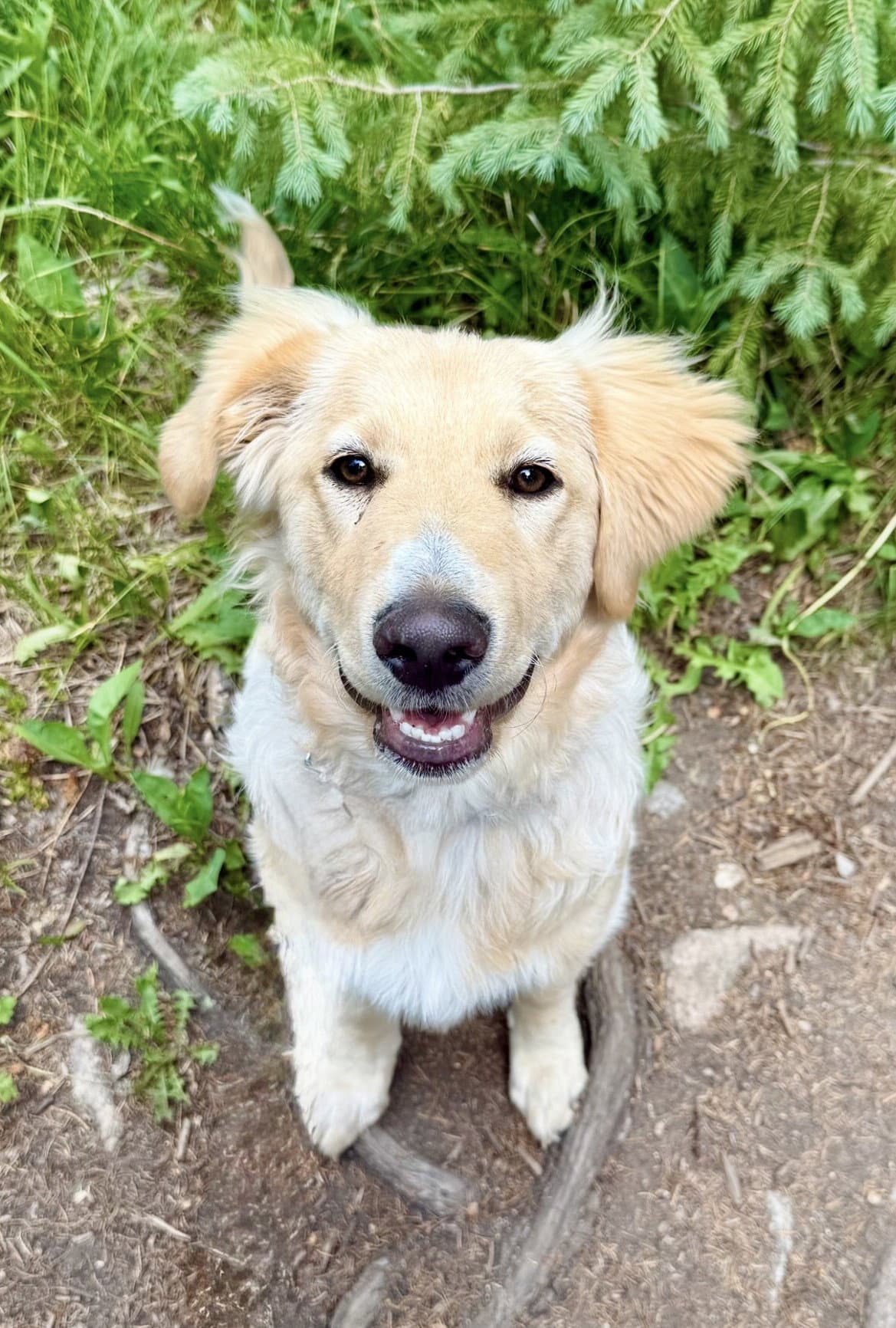 Lola - Great Pyrenees
