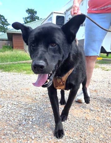 Elvis - Black Labrador Retriever