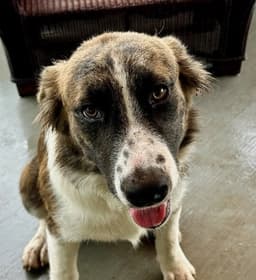 Buster image 2