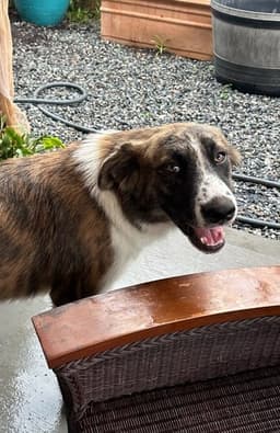 Buster image 1