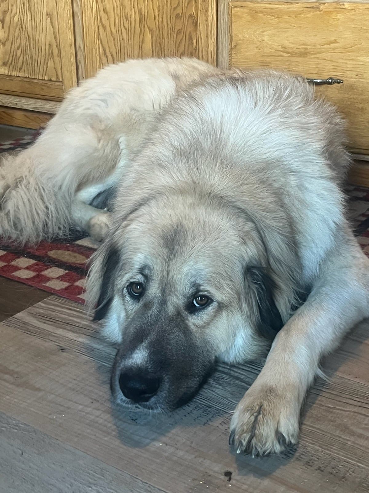Fenrir Aka Fenny - Anatolian Shepherd