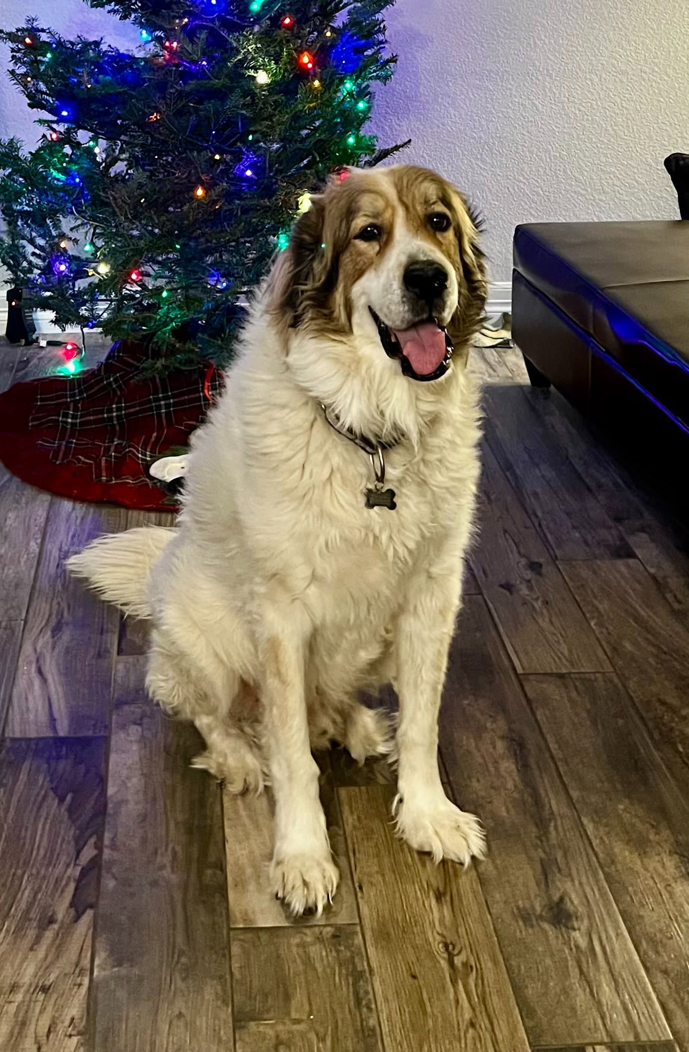 Sully - Great Pyrenees