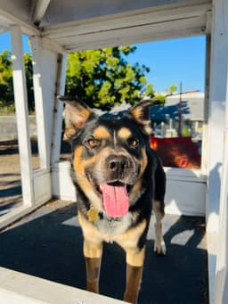 Bowser image 2