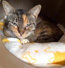 Emmylou image 2