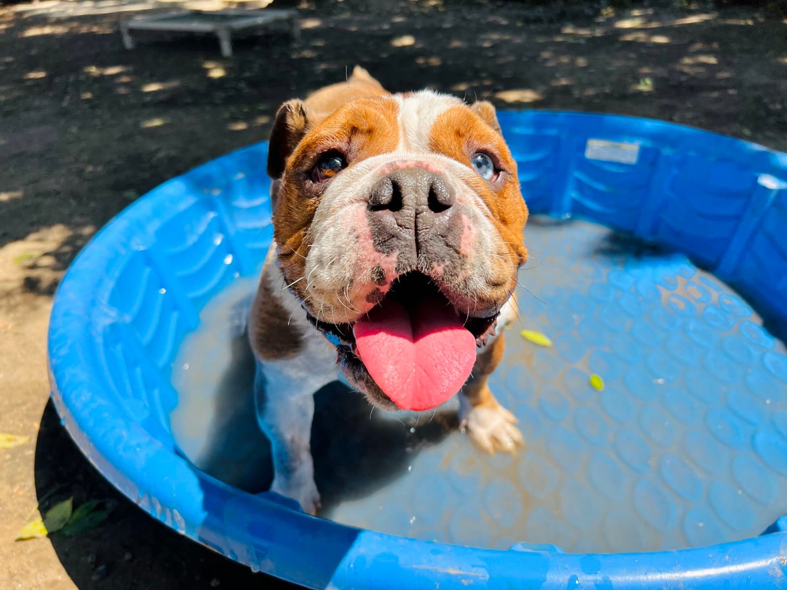 Athena - Bulldog