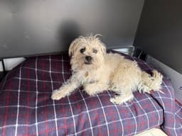 Reggie image 2
