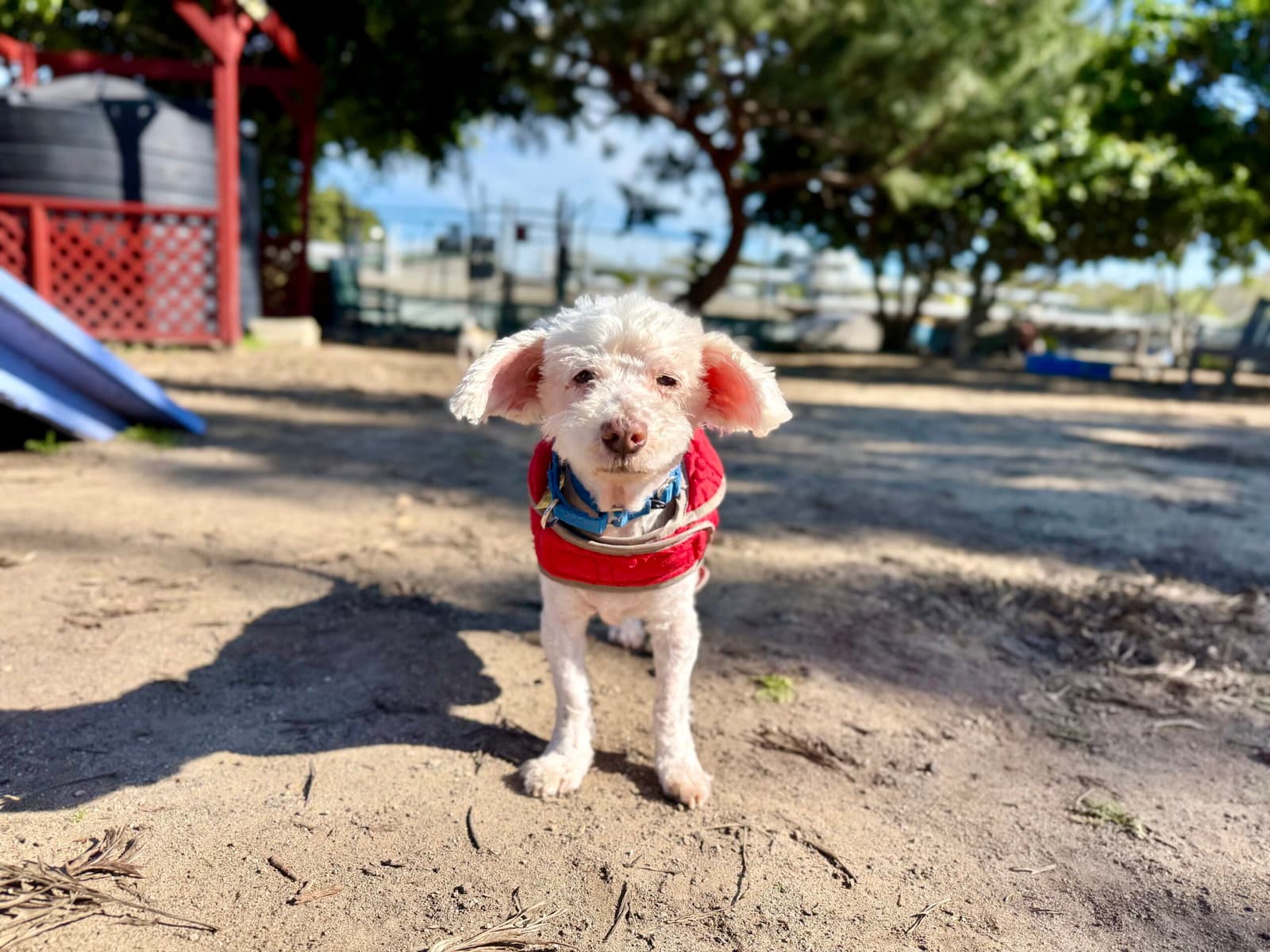 Corky - Poodle (Miniature)