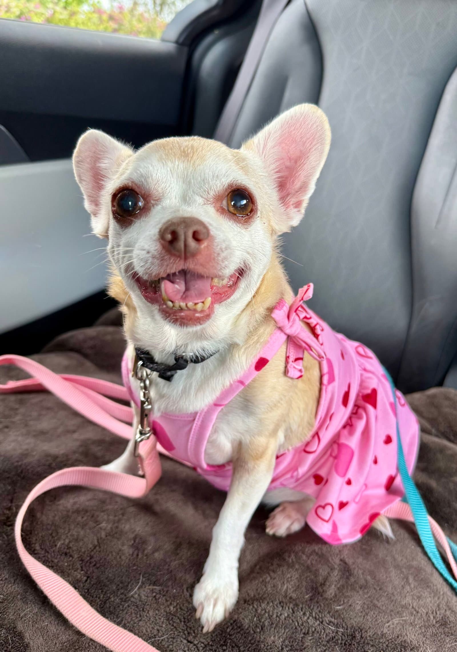 Edie - Chihuahua