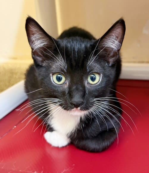 Kitten Sylvie - Domestic Short Hair