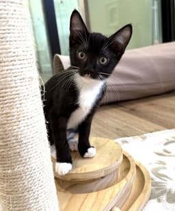 Kitten Sylvie image 3