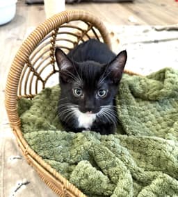 Kitten Sylvie image 4