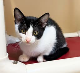 Kitten Simon image 1